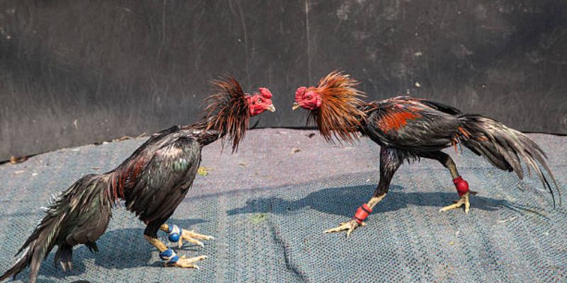 Đá gà trực tiếp 67 nổi tiếng