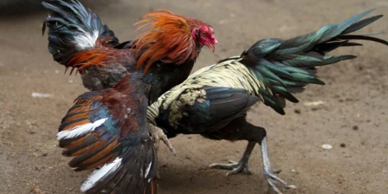 Cách phân định thắng thua trực tiếp đá gà 67