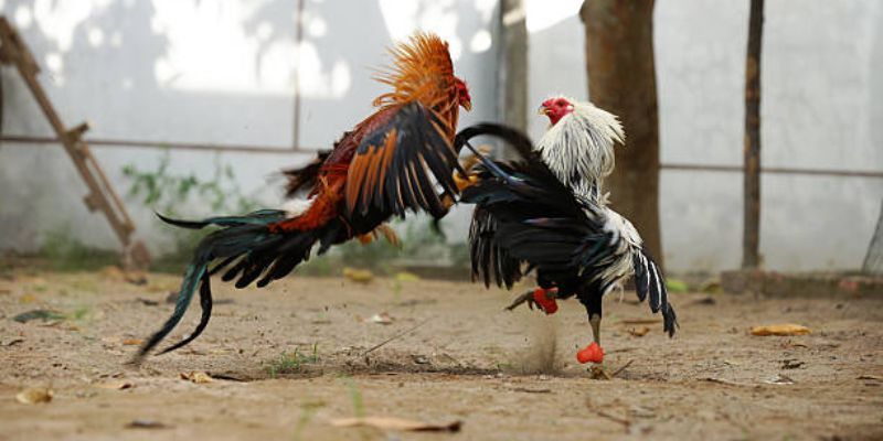 Thời gian của mỗi hiệp đá gà 67